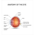 thumbnail image 3 of Ambesonne Eye Chart Duvet Cover Set, Anatomy of an Eye Wording, 2-Calking, White Burnt Orange, 3 of 7