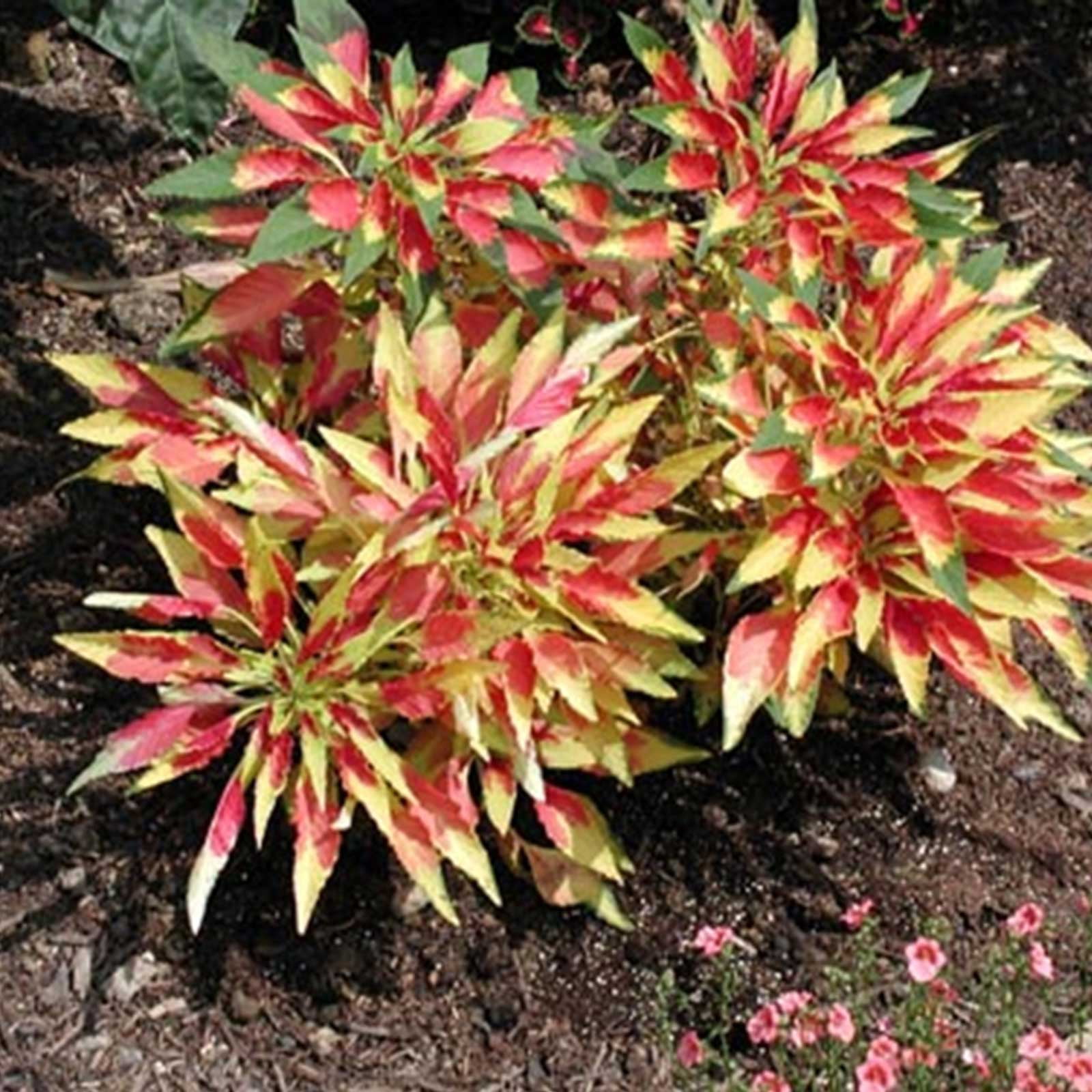 Amaranthus Seeds Tricolor Approx 1000 Seeds Annual