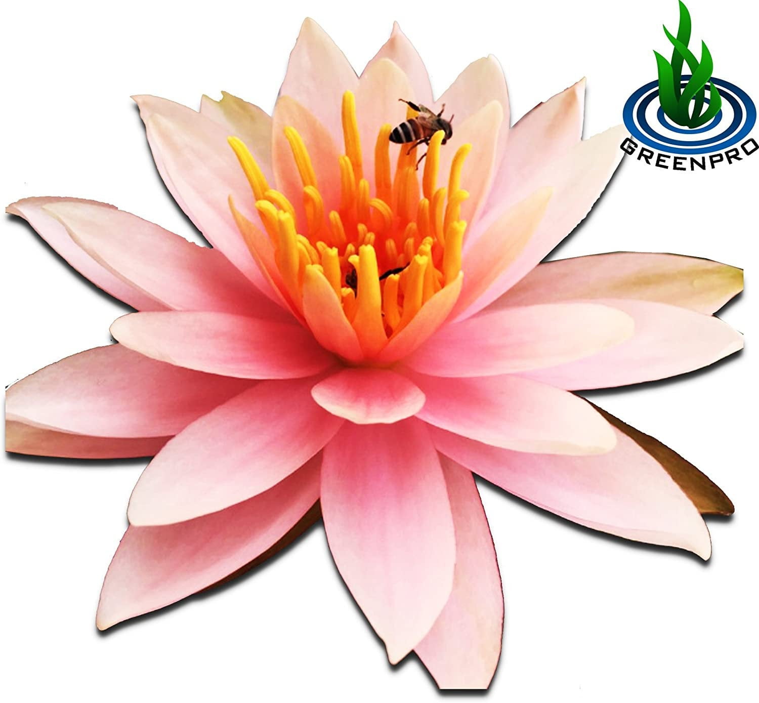 Live Aquatic Plant Orange Nymphaea Colorado Hardy Water Lilies Tuber