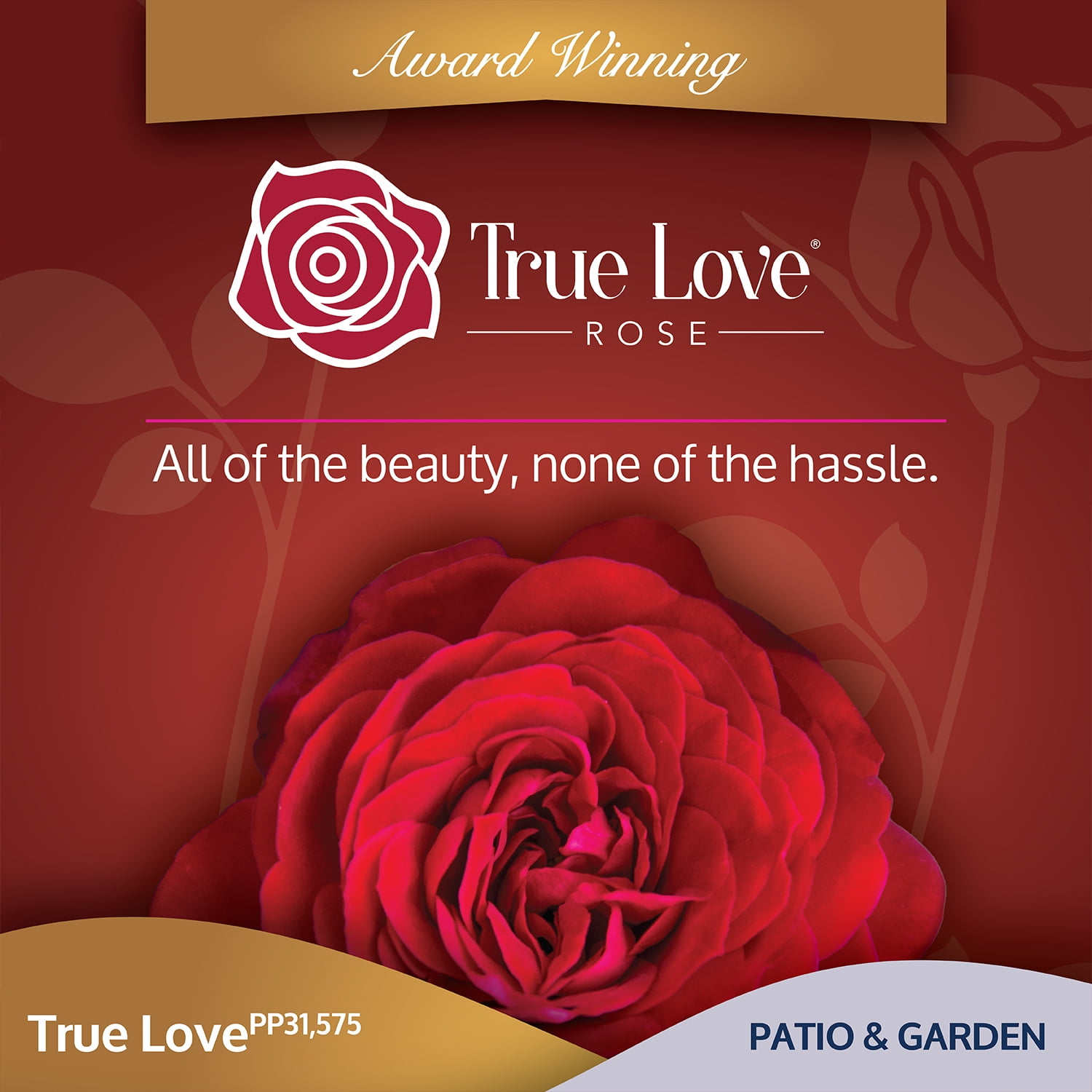 True Bloom by Altman Plants 'True Love' PP28929 Red Rose Bush, 6qt. Pot, Live Garden Roses, Full Sun