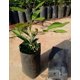 thumbnail image 3 of 200 bolsas de plástico gruesas para vivero para plántulas de flores y frutas bolsas para plantar en jardín con permeabilidad al aire 12*15CM, 3 of 5