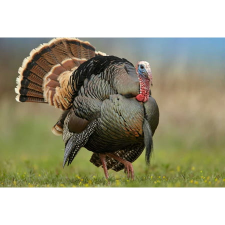 Wild Turkey male in courtship display Palo Duro Canyon State Park Texas Poster Print by Tim