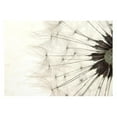 thumbnail image 4 of Tiptophomedecor Floral Wallpaper Wall Mural - White Dandelion, 4 of 6
