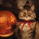 thumbnail image 5 of Juego de 2 conjuntos de capas de Halloween, conjuntos de capas de Halloween, capas para perros y gatos, conjuntos de sombreros, decoraciones, 5 of 5
