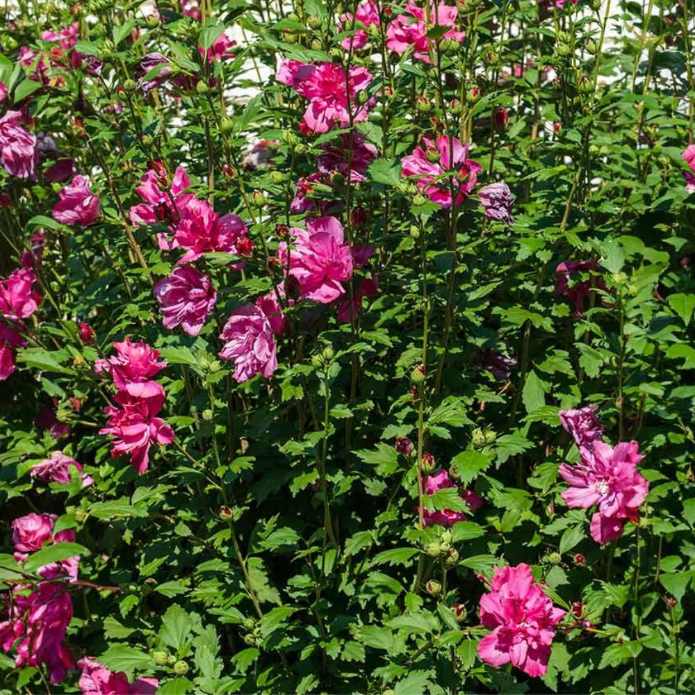 Expert Gardener 3-4 ft tall Red Althea Live Shrub in 7-Gallon Grower Pot