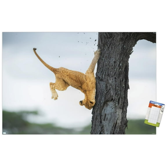 The Comedy Wildlife Photography Awards: Jennifer Hadley - Not So Cat Like Wall Poster, 22.375" x 34"