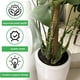 thumbnail image 3 of 6 Piezas de Soporte para Tallo de Planta, Soporte de Metal para Planta Monstera, Soporte para Tallo de Planta, Diseño Único, Juego de Abrazaderas de Bambú, 3 of 5