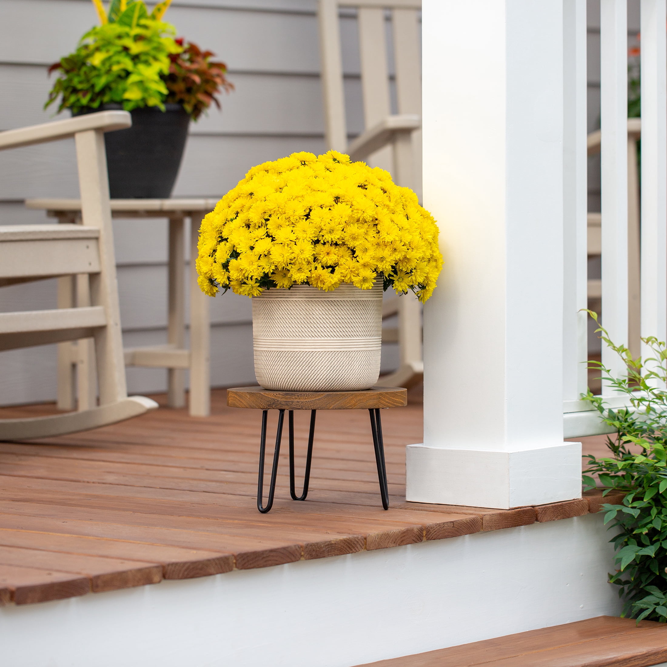 Expert Gardener 3qt Yellow Mum in 7" Jack-O-Lantern Planter (1-pack), Fall Decor