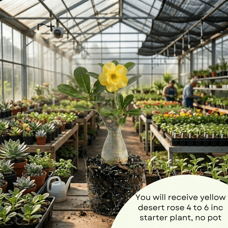 Double Yellow Desert Rose Plant Live, Adenium Obesum Desert Rose, 4-8 Inc Tall, Perennia and Hardy Succulent for Indoor and Outdoor Planting