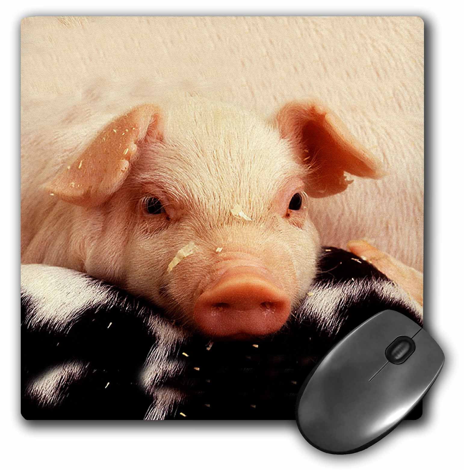 Craigslist Piglets 50 - z536cu8