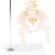 thumbnail image 5 of 50cm Modelo Esquelético de Médula Espinal de Cuerpo Colgante de Tamaño Natural para Exhibición de Anatómica Colecciones, 5 of 9