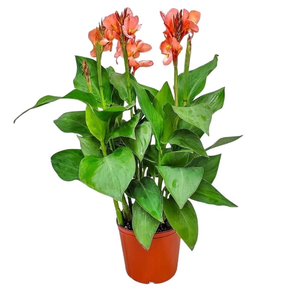 Tropical Plants of Florida 18" to 22" Peach Canna Lily Plant; Flowering Plant, Full Sunlight, Growers Planter