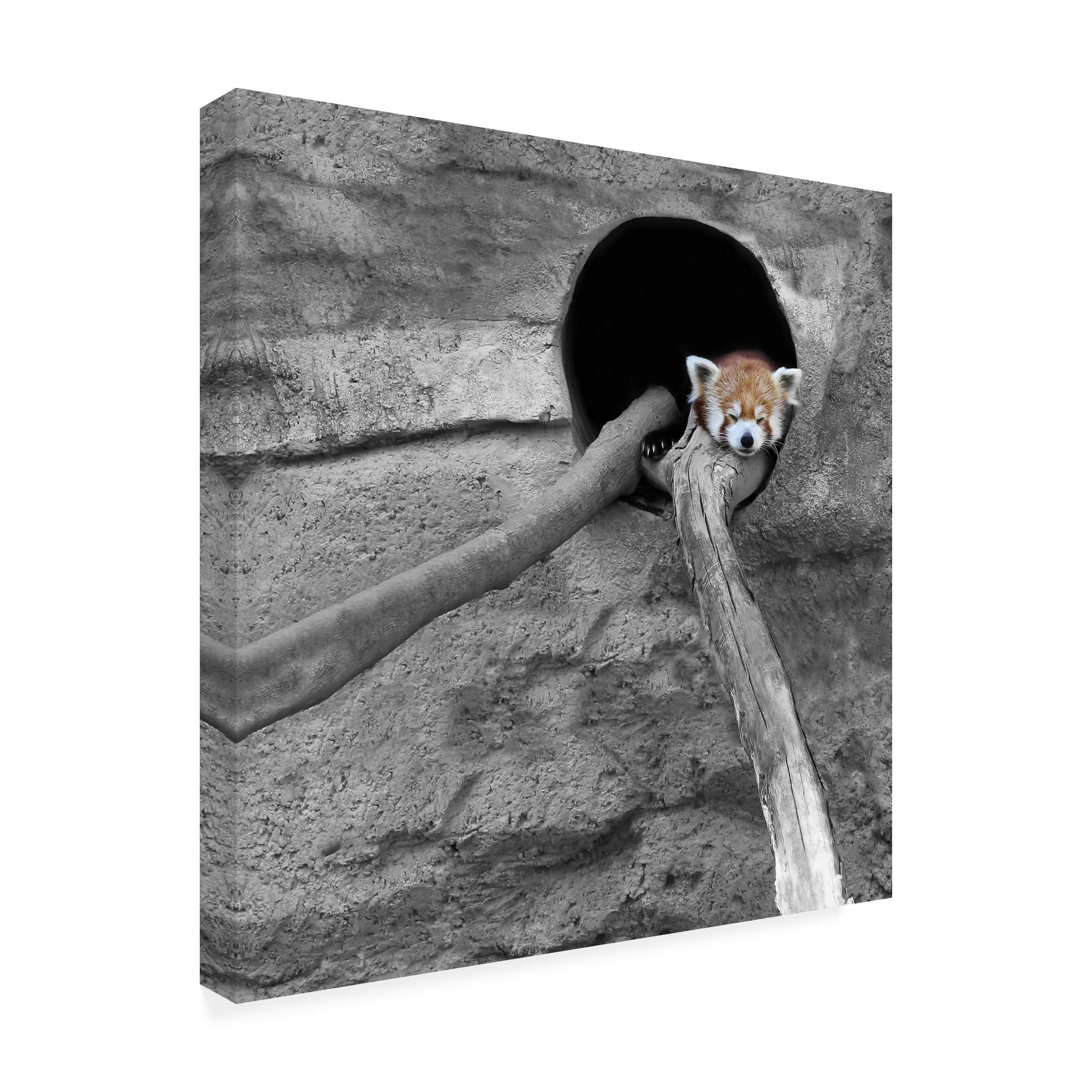 Trademark Fine Art 'Red Panda Sleeping' Canvas Art by Brooke T. Ryan
