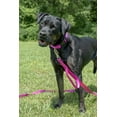 thumbnail image 3 of Country Brook Petz® Fuchsia Everyday Nylon Dog Collar and Leash, Extra Large, 3 of 7