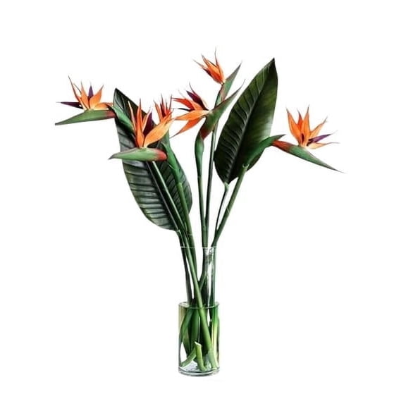 KaBloom: 10 Birds of Paradise in Vase, Next-Day Delivery, Gift for Every Occasion.