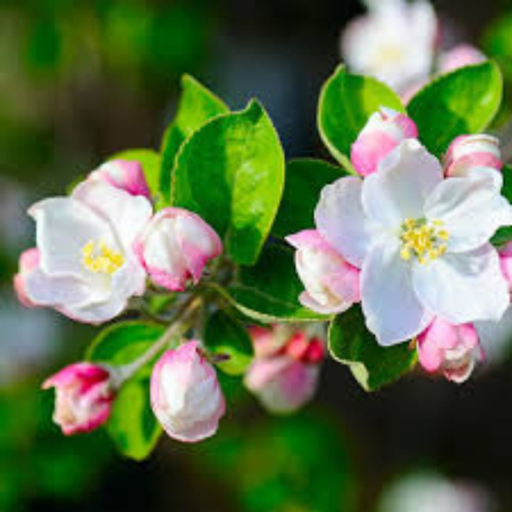 Expert Gardener 3-4 ft tall Honey Gold Apple Live Tree in 7-Gallon Grower Pot
