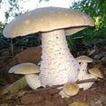 thumbnail image 4 of Cultures de Champignons Gourmet et Médicinales (Macrocybe Titans), 4 of 4