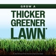 thumbnail image 6 of Scotts® Kentucky 31 Grass Seed Mix, For New Lawns or Overseeding, 40 lbs., 6 of 14