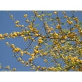 ACACIA FARNESIANA, vachellia rare mimosa tree bonsai aroma bush seed