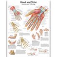 thumbnail image 1 of HD Human Anatomy Organ Pipe Canvas Art - Remastered Flannel Anime, In Stock, 14+, CE, 1 of 9