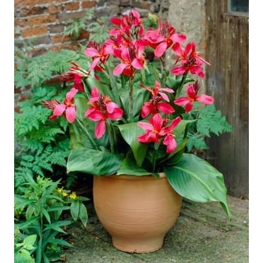 CZ Grain Pink and Roses Canna Lily Plant Bulbs, Stunning Yellow