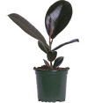 thumbnail image 1 of Ficus Elastica Burgundy | Rubber Tree (S) Live Plants in 4" growers pot, 1 of 1