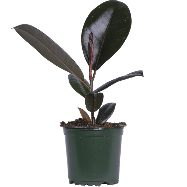 Ficus Elastica Burgundy | Rubber Tree (S) Live Plants in 4" growers pot