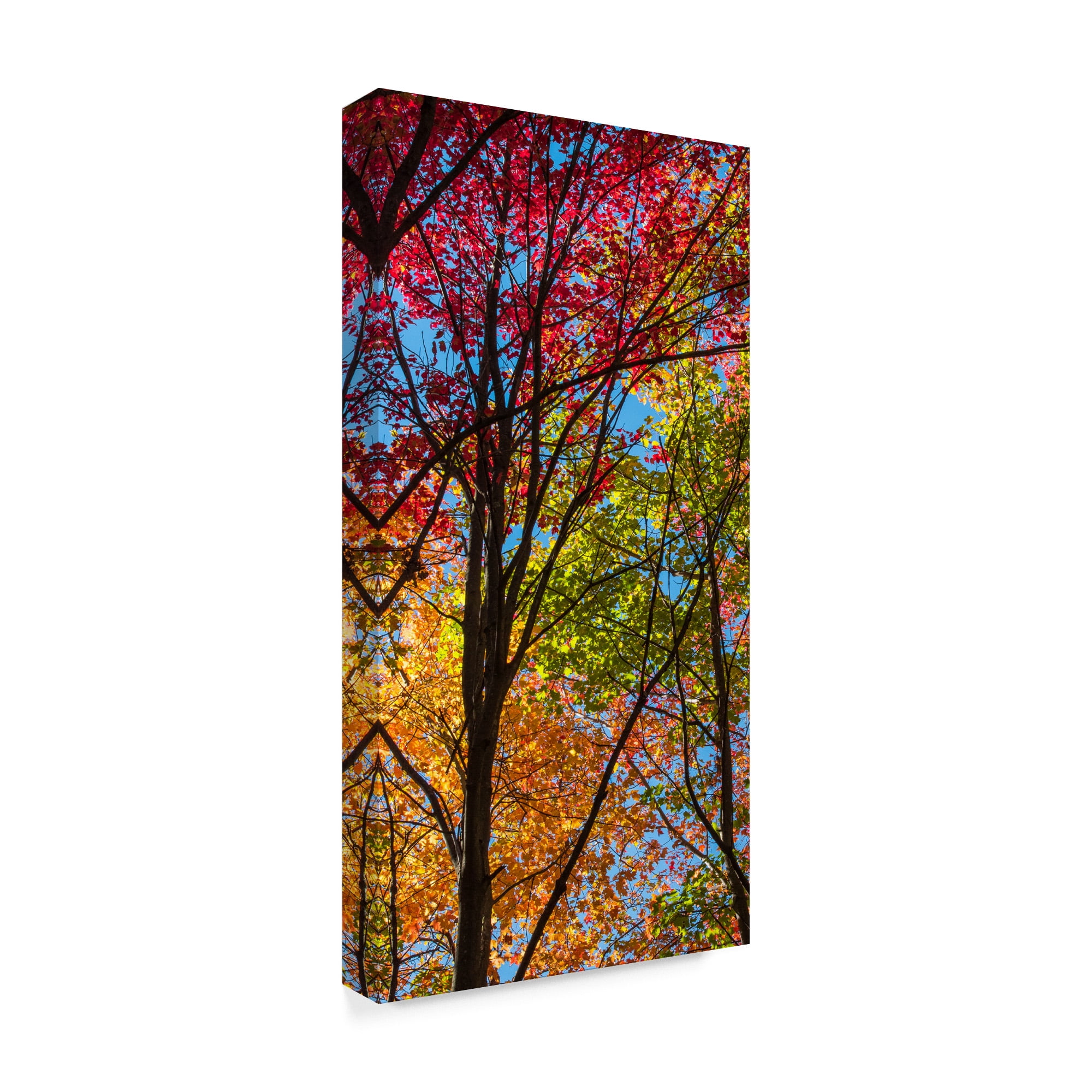Trademark Fine Art 'Color Blend' Canvas Art by Brenda Petrella Photography Llc