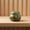 Green, variant on Zeiwohndc Artistic Ceramic Urn Cremation Box For Pet Ashes and Human Remembrances Gift