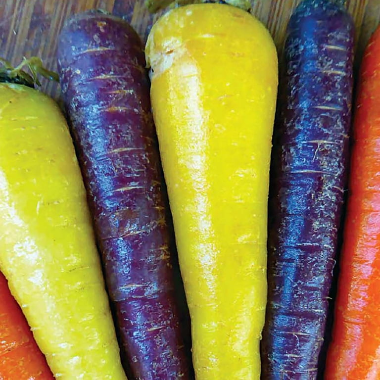 Ferry-Morse 525MG Carrot Rainbow Mix Annual Vegetable Seeds