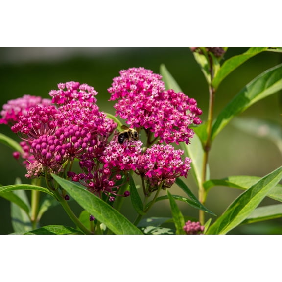 20 CINDERELLA MILKWEED Asclepias Incarnata Flower Seeds