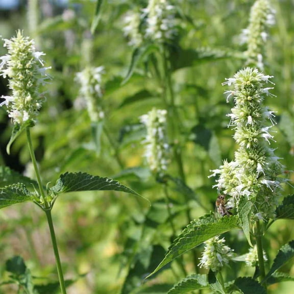 Outsidepride Agastache Mexicana White Flower Seed - 10000 Seeds