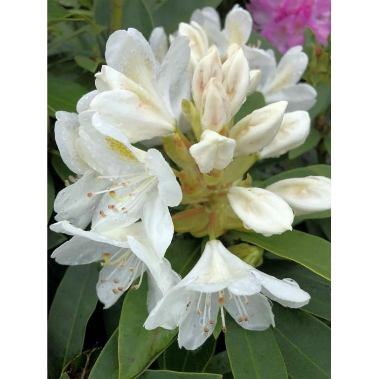 RedCrocus Chionoides Rhododendron- Compact Evergreen Shrub with Pink  Blooms, Garden or Container Use 3 Gallon - Walmart.com