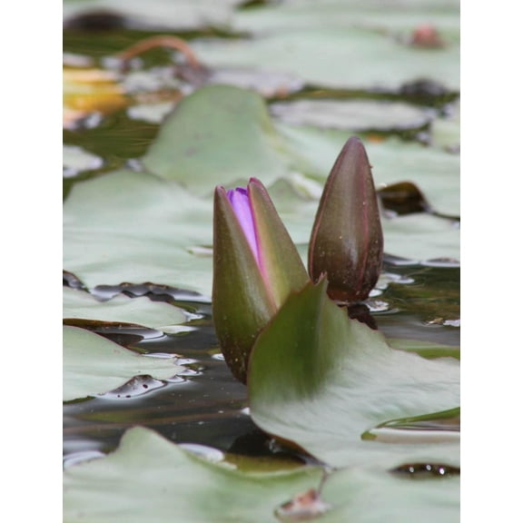 Howard "Awaken" Wall Decal