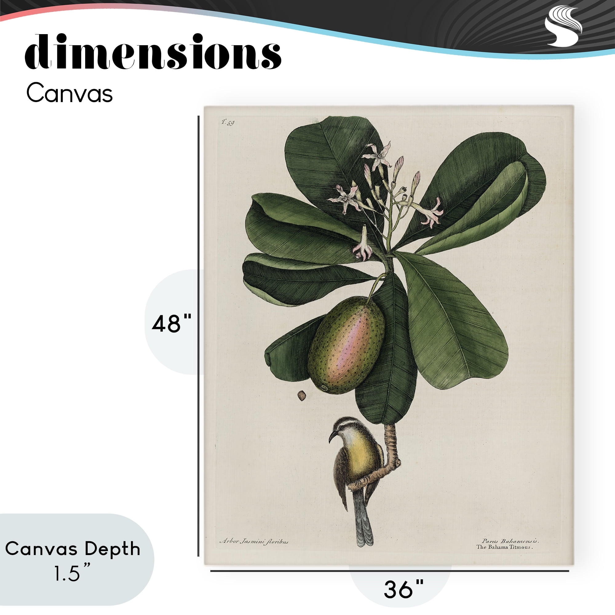 Stupell Industries Catesby Flora & Fauna Canvas Wall Art, design by Print Collection
