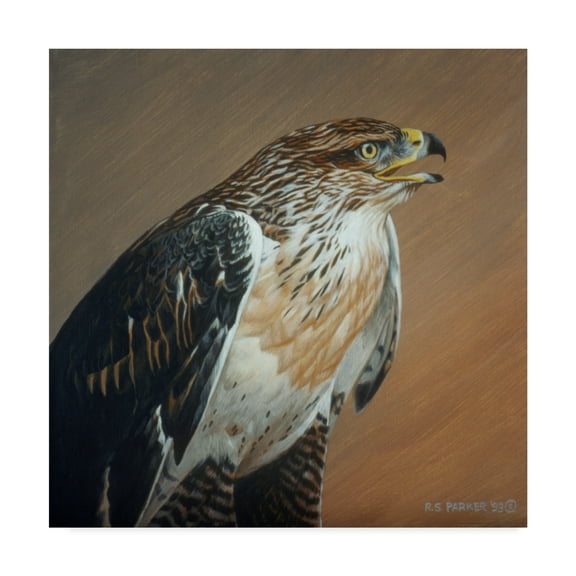 Trademark Fine Art 'Ferruginous Hawk' Canvas Art by Ron Parker