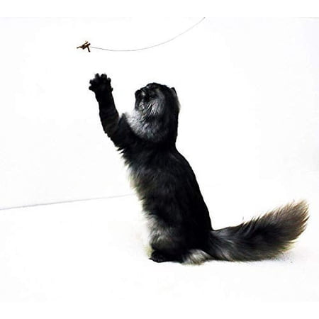 Cat Dancer 101 Cat Dancer Interactive Cat Toy, 5 Pack