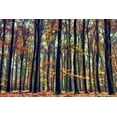 thumbnail image 2 of Van de Goor, Lars 24x17 Gold Ornate Wood Framed with Double Matting Museum Art Print Titled - Nature’s Palette, 2 of 4