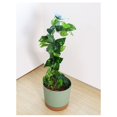 thumbnail image 6 of Spiral Plant Support Trellis,15.75 inch Metal Plant Stake for Climbing Plants, Indoor Plant Support for Potted Vines, Monstera, Pothos, Decorative Plant Stake for Houseplants, Garden Plant Support, 6 of 6