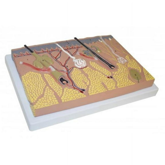Vision Scientific Skin Section Model