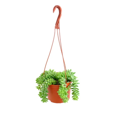 Shop Succulents Burro's Tail 6" Live Hanging Succulent Plant with Hanger
