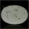 thumbnail image 2 of Khushi Gems Genuine Natural Russian Dendritic Opal Oval Gemstone, 87.85Cts, 2 of 2