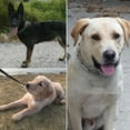 thumbnail image 3 of Flmtop Collier Étrangleur Réglable en Alliage à Griffes pour Grand Chien Animal de Compagnie Entraînement Stimuler Chaîne, 3 of 9