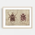 thumbnail image 2 of Ornate Goliath- Trichogomphus Martabani - Drawing Vintage Rustic Botanical Art Deco Unframed Wall Art Print 12 x 18 inches, 2 of 7