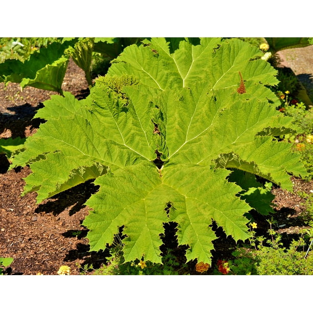 Framed Art For Your Wall Plant Gunnera Tinctoria Mammoth Leaf Gunnera Leaf 10x13 Frame Walmart Com Walmart Com
