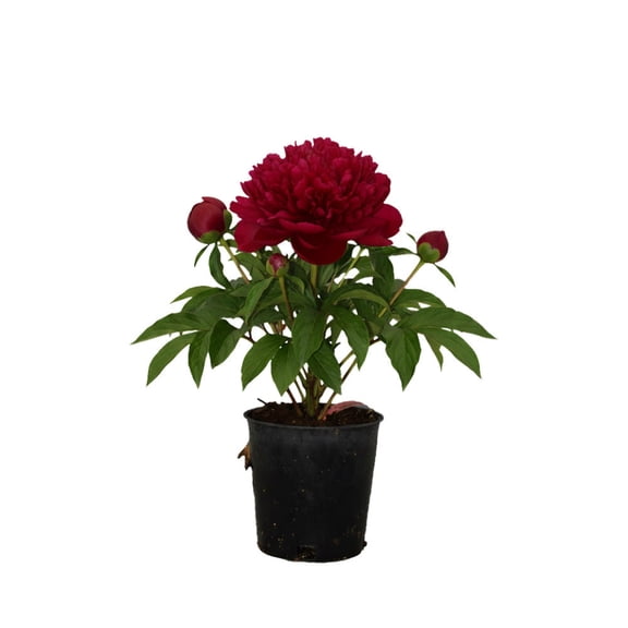 Expert Gardener 12-18" Peony Candy Appleâ„¢ Live Tree in 1 gal. Grower Pot