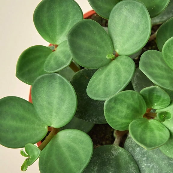 Peperomia 'Hope', 6" Pot, Indoor Houseplant, Easy Care, Live Plant for Indoor & Outdoor