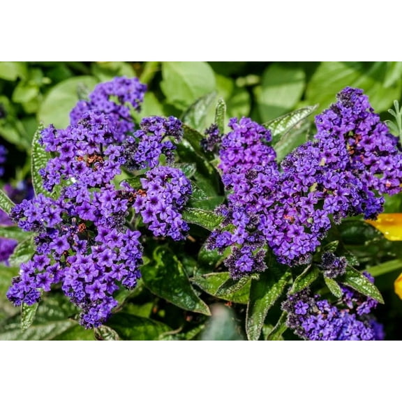 Pack 2 Fragrant Delight Heliotrope Plants Dwarf Marine Blue Purple Heliotropium Arborescens  Seedlings 3-4 Inch Tall