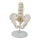 thumbnail image 1 of Modelo anatómico Soidarity esqueleto de la pelvis humana con vértebras lumbares desmontables PVC, 1 of 1