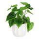 thumbnail image 3 of planta dec. blanca deluxe hoja grande, 3 of 6